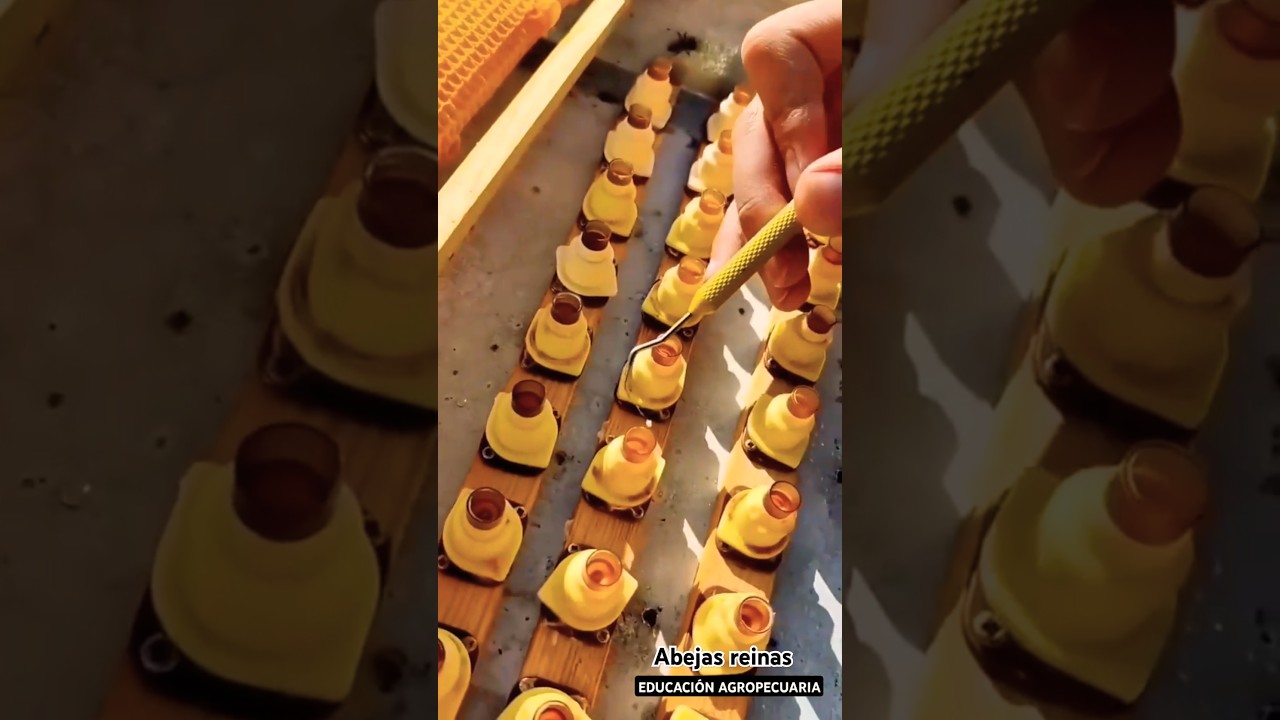 &iexcl;Aprende la t&eacute;cnica para criar abejas reinas! #abejas #apicultura #bee