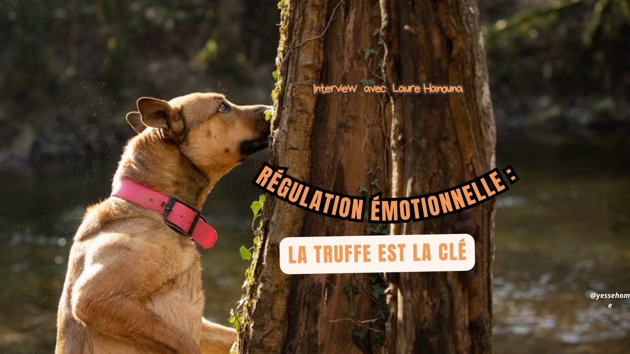 Le flair du chien au service de la régulation émotionnelle : pourquoi la truffe est la clé.