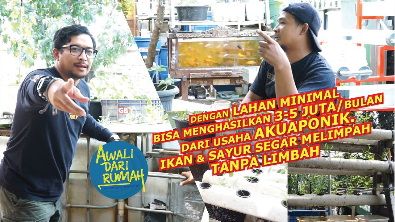 DENGAN LAHAN MINIMAL BISA MENGHASILKAN 3-5 JUTA/BULAN DARI USAHA AKUAPONIK.