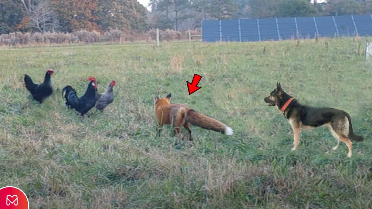 Lis nie widział, jak pies się zbliża