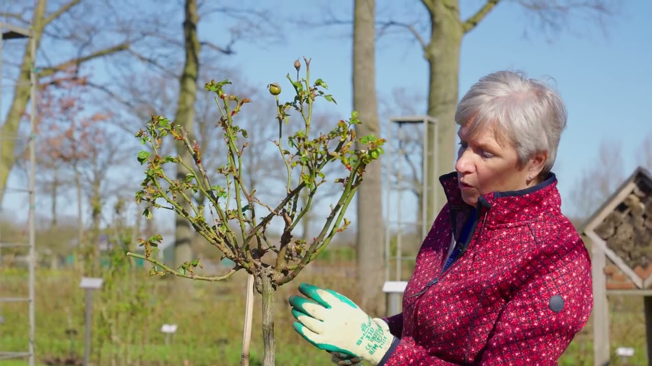 Tips van Seurosa om stamrozen te snoeien. www.seurosa.nl! Stamrozen snoeien: hoe doe je dat?