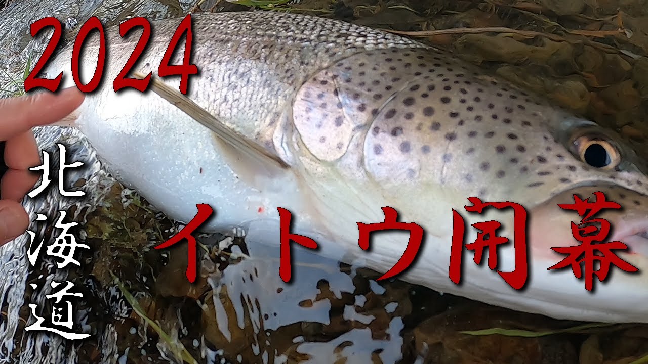 ２０２４北海道の釣りシーズン開幕！コンディション抜群のイトウ連発！！【ヒグマ足跡あり】
