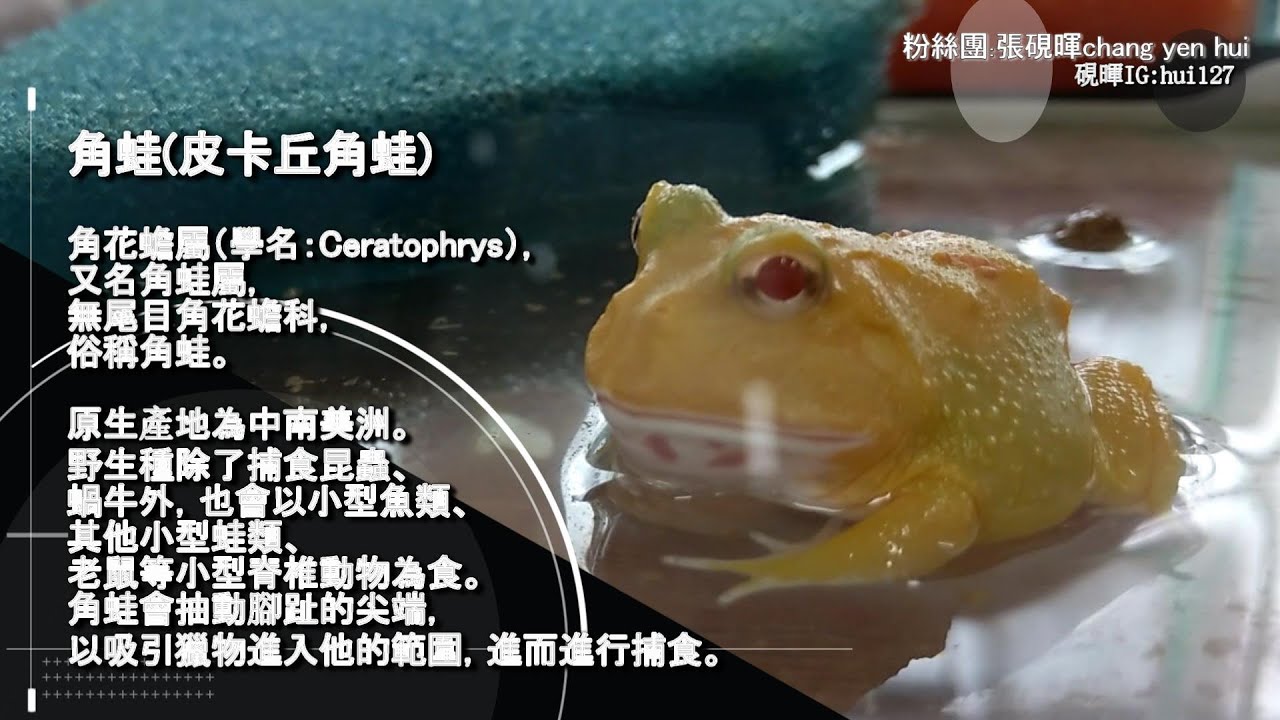 硯暉生態日常!倉鼠!魚中魚!寵物!生態店!開箱!