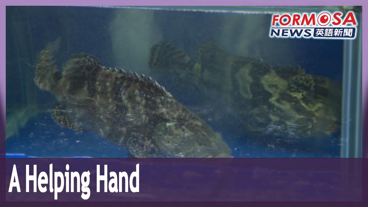 Japan fish farm operator extends helping hand to Taiwan grouper