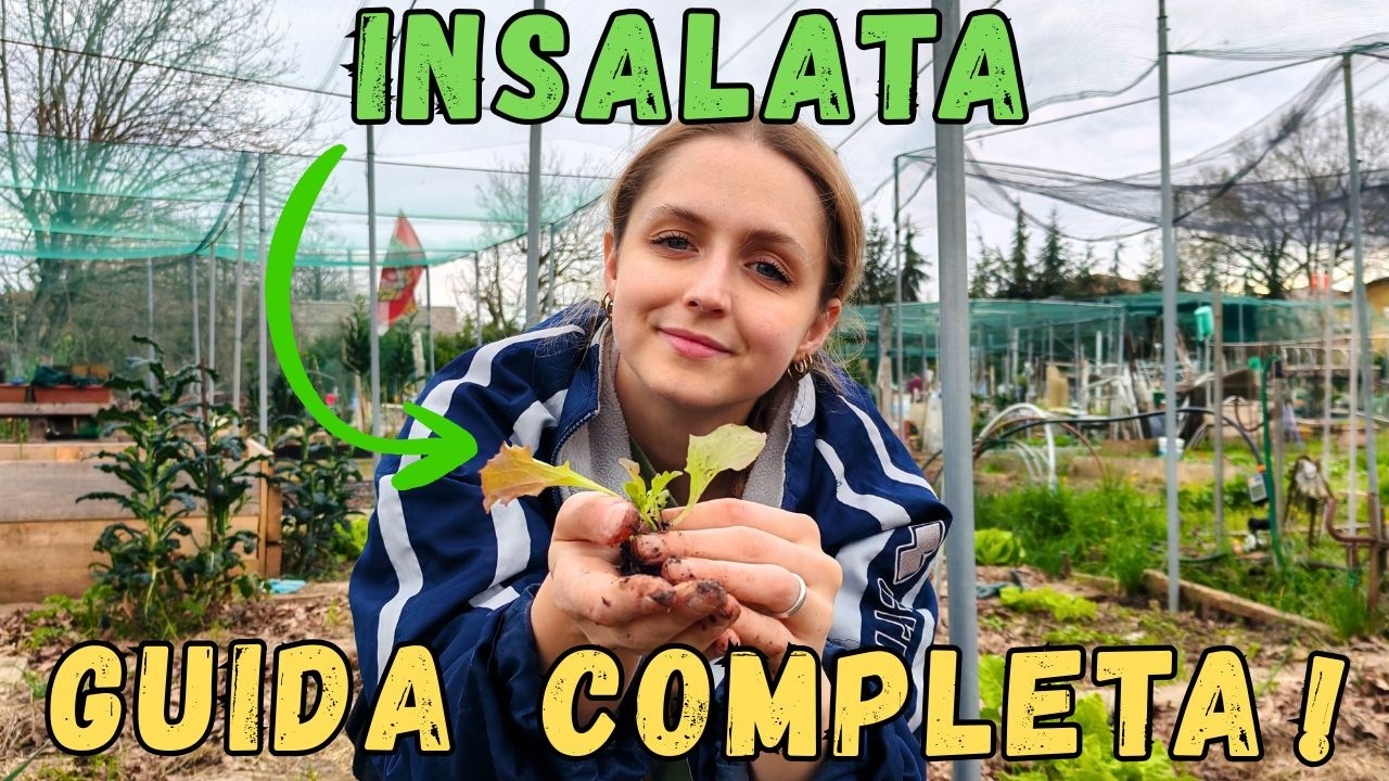 INSALATA: Semina - Trapianto - Raccolto - Consociazioni e Trucchi Anti-Lumaca!