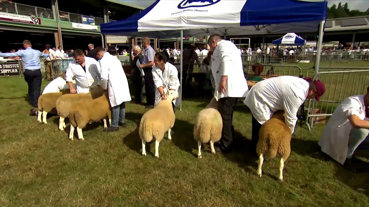 Defaid Cheviot Tiroedd y Gogledd | North Country Cheviot Sheep