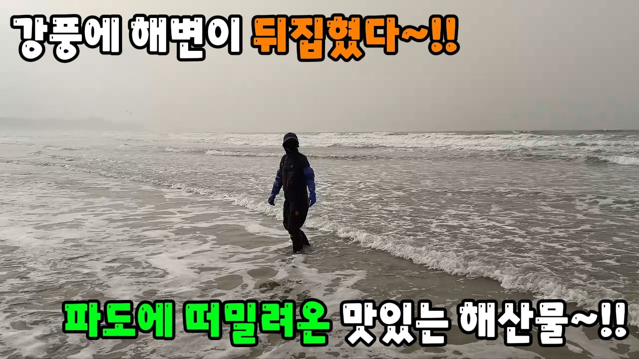 강풍에 해변이 뒤집혔다 ~!! 파도에 떠밀려온 맛있는 해산물~!!