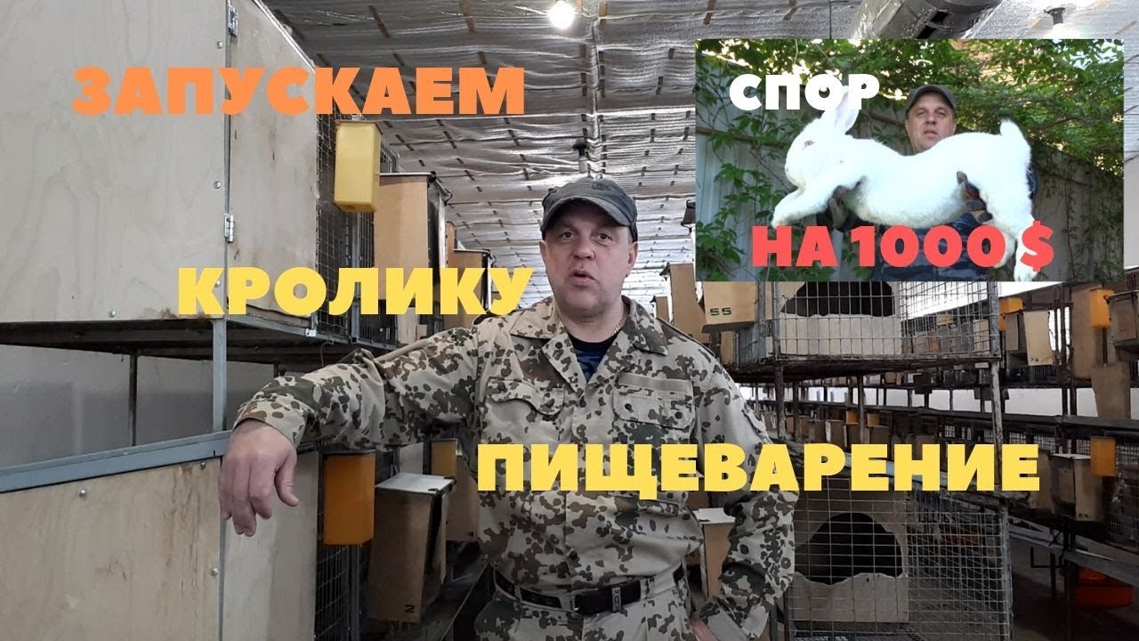Кролик перестал пить и употреблять пищу/Как спасти кролика/Стресс после перевозки/Спор 1000 баксов