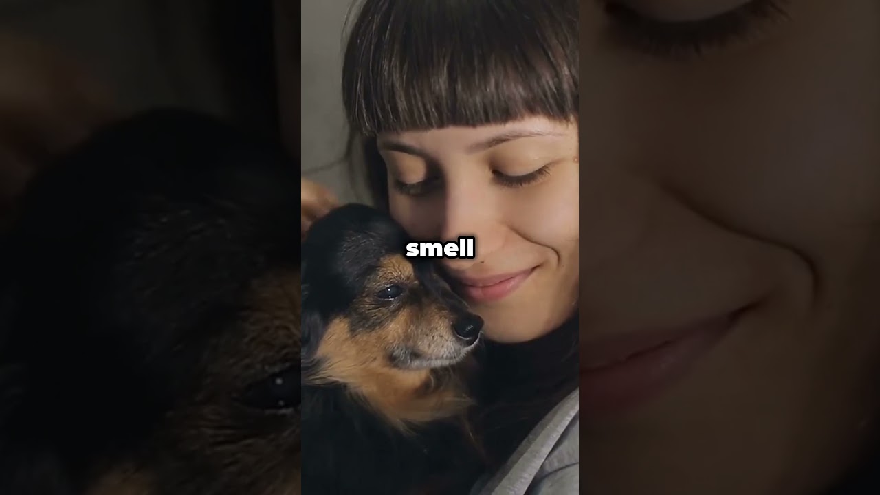 Dogs inspire us all! #shorts #dog #viral