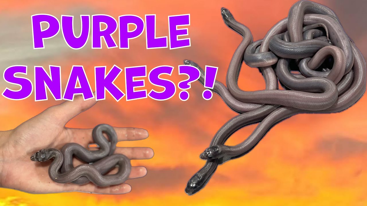 Axanthic Patternless Baby SNAKES!