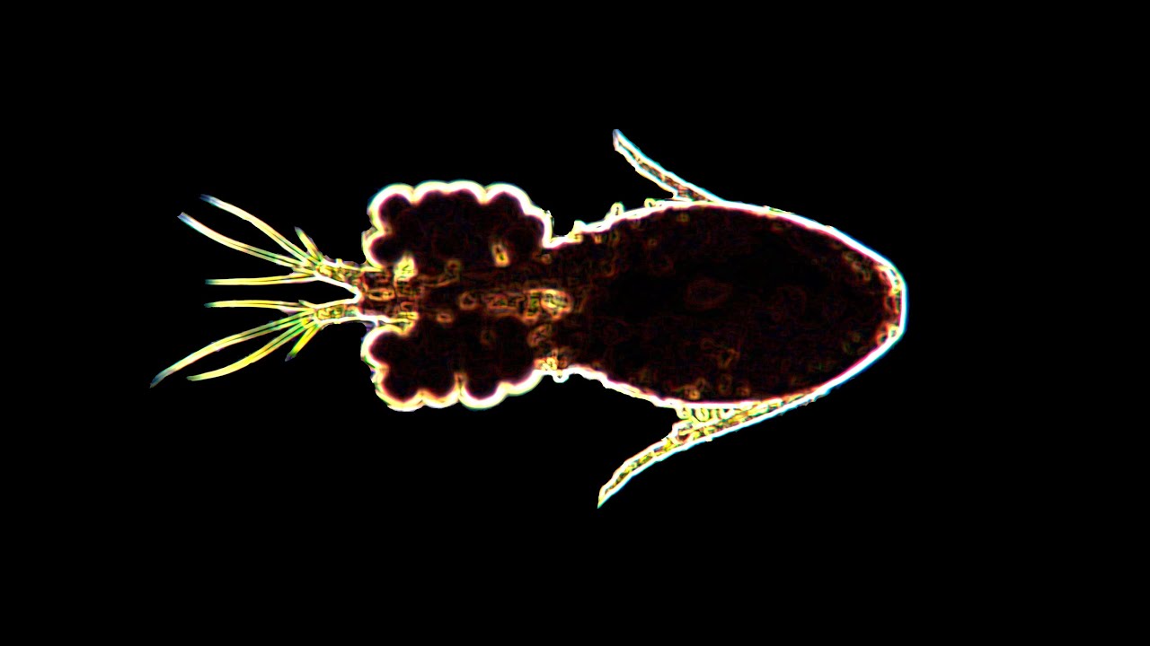 Zooplankton and Phytoplankton Slideshow