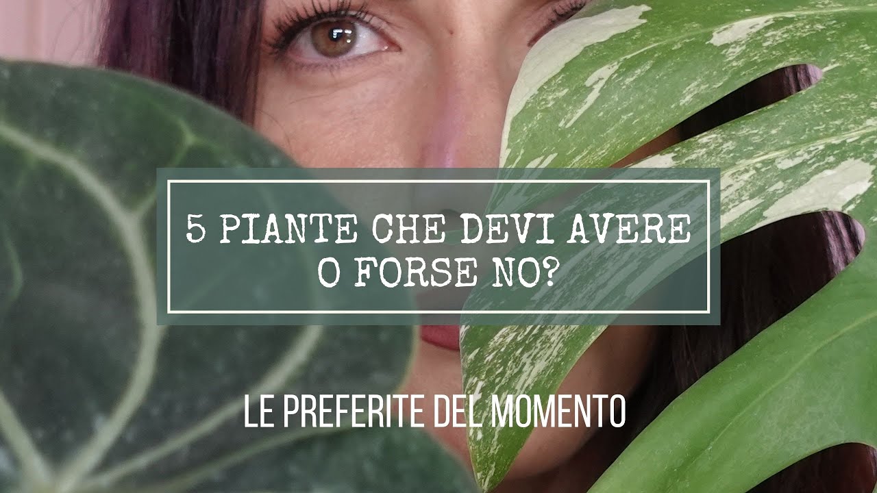 5 PIANTE PREFERITE DEL MOMENTO!