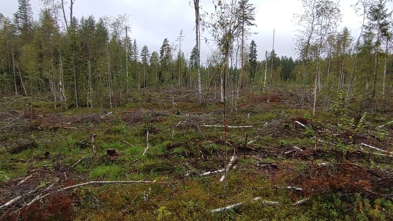 Aukkoa suometsässä, hyvä vai huono juttu?
