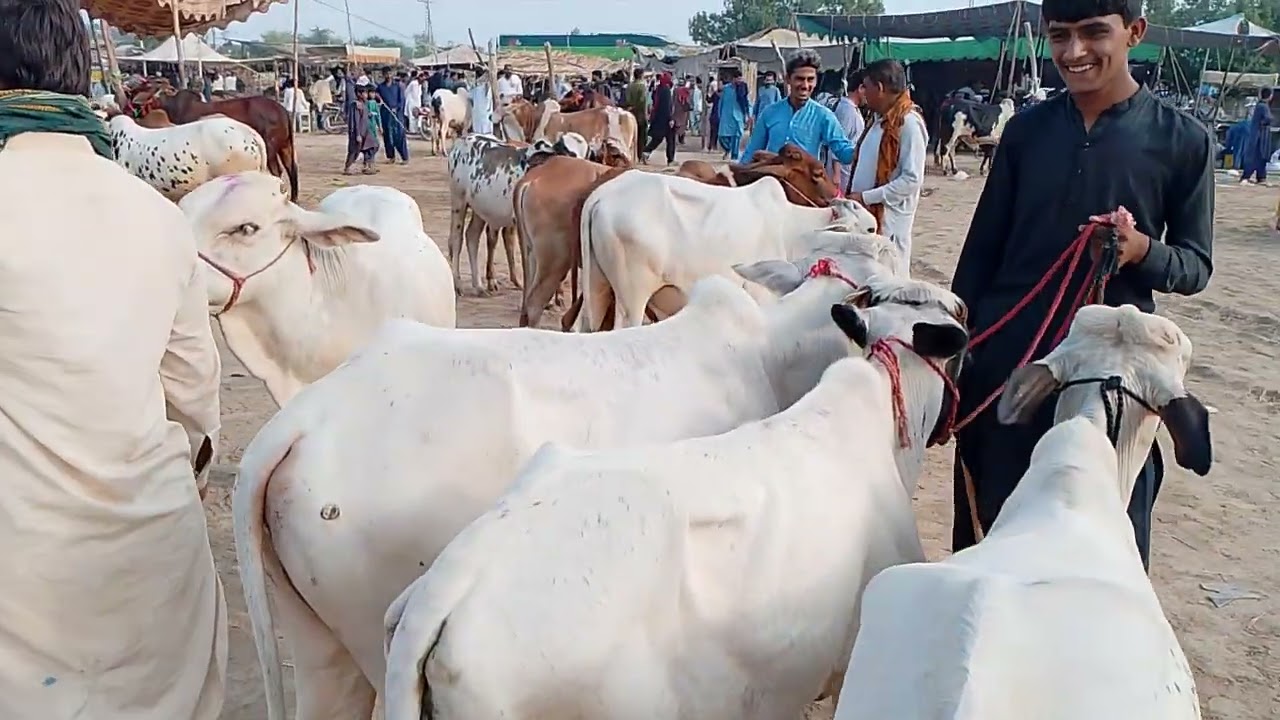 30/9/2025.Sindh Daur maveshi mundi updates sasta janwar 