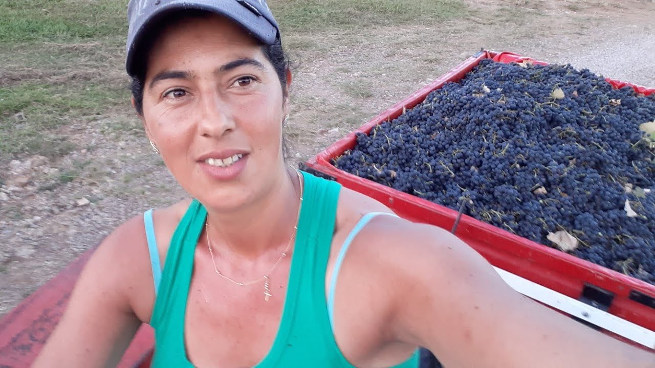 ROTINA DA RO&Ccedil;A #SAFRA #UVAS
