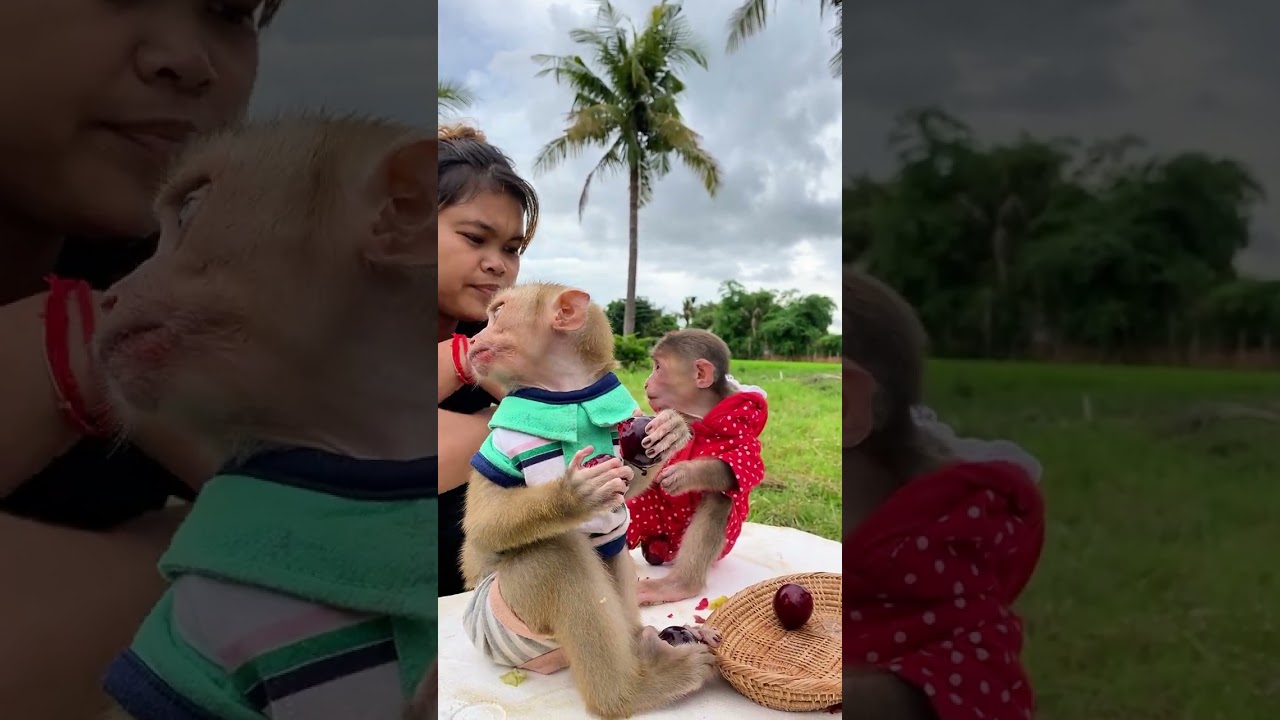 Monkey&rsquo;s Playtime Brings Endless Happiness at Home 🏡🐒 | #PlayfulMonkey #HappyMoments
