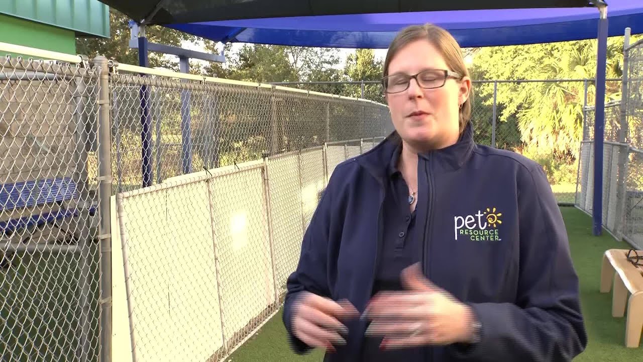 Interested in adopting? Some dogs have been at this Tampa shelter for over 200 days