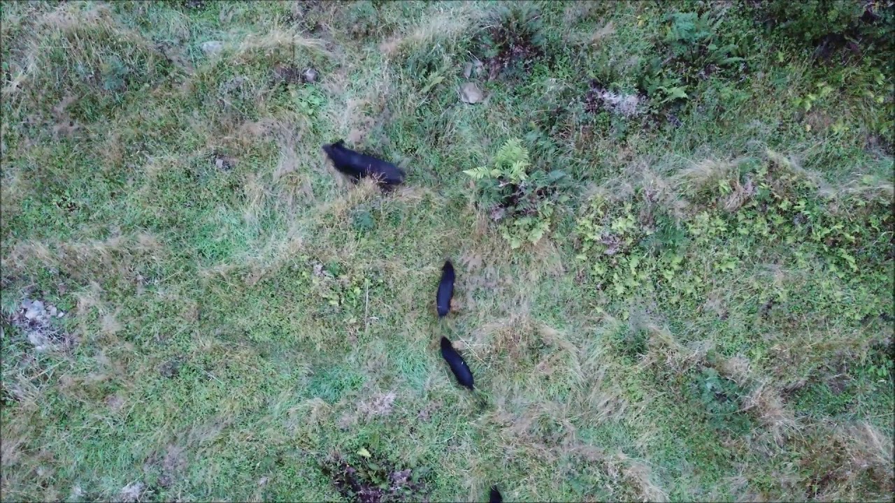 Drone Hunting NZ (#25) Reasonable Raukumara Boar