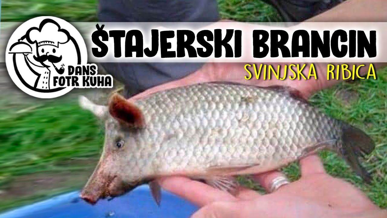 034 - ŠTAJERSKI BRANCIN