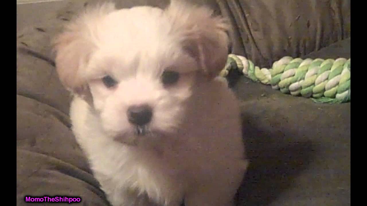 Crying Puppy