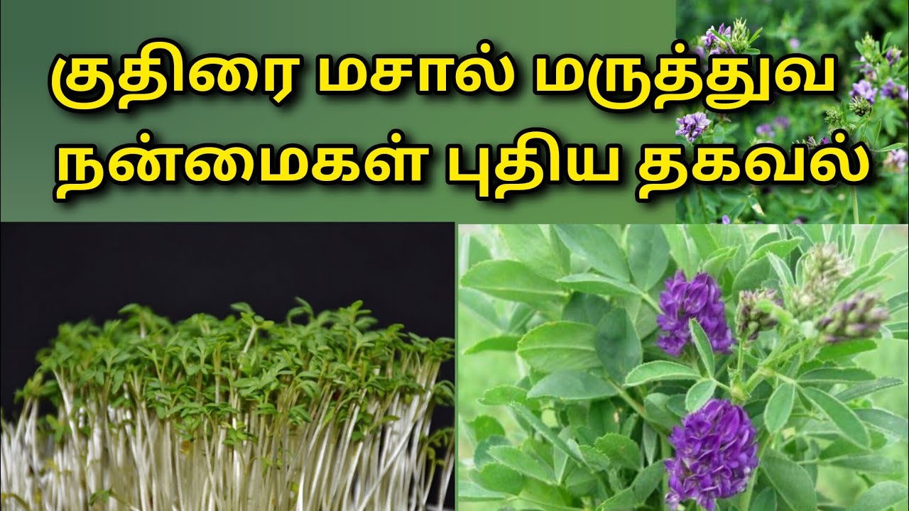 குதிரைமசால் மருத்துவ நன்மைகள் | Kuthirai masal health benefits in tamil @HealthTips24Tamil