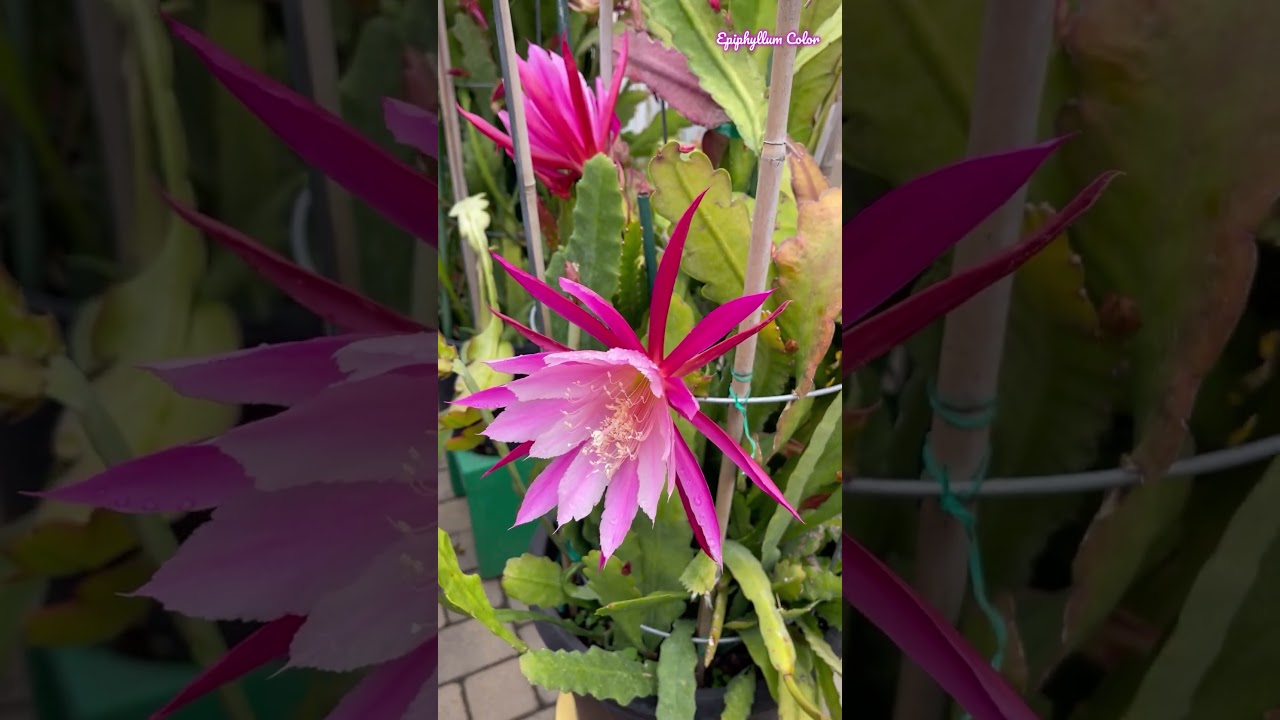 The bee is dancing in the Epiphyllum flower!
