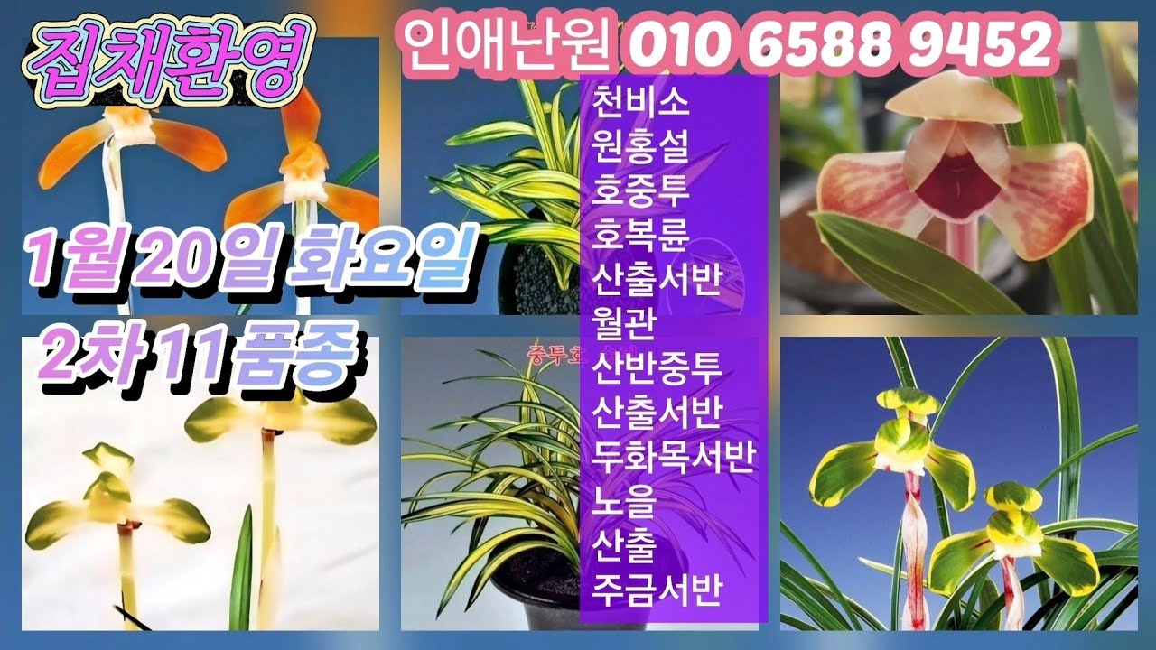 1월 20일 화요일 2차11품종 천비소 원홍설 입변호중투 입변호복륜 산출서반 월관 입변산반중투 두화목서반 노을 산출주금서반 판매합니다