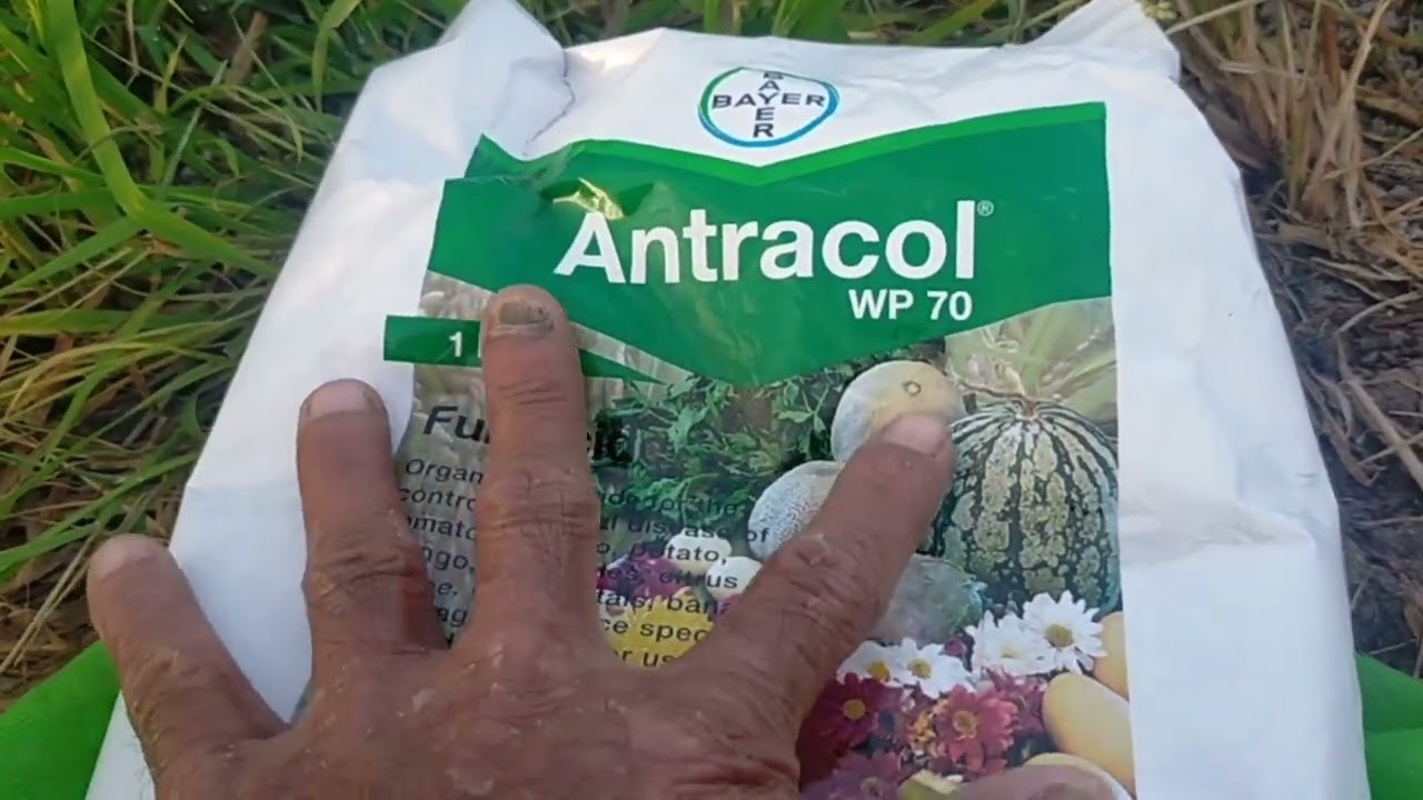 Spray watermelon para fungicide at insecticide.