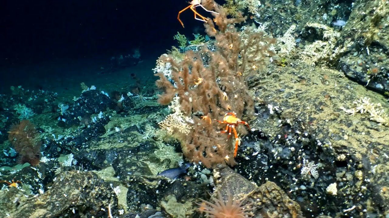 Pristine coral reef found deep in Galapagos waters | AFP