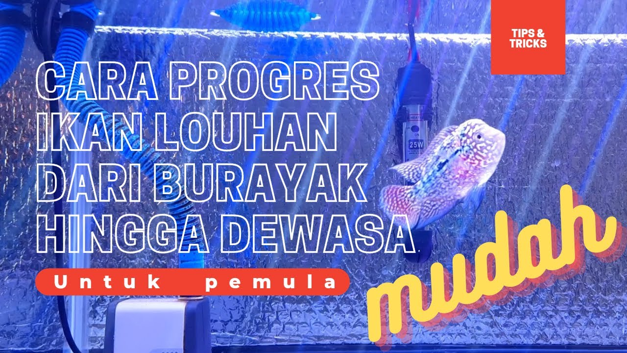 TIPS & TRICKS || CARA PROGRES IKAN LOUHAN DARI BURAYAK HINGGA DEWASA UNTUK PEMULA - MUDAH