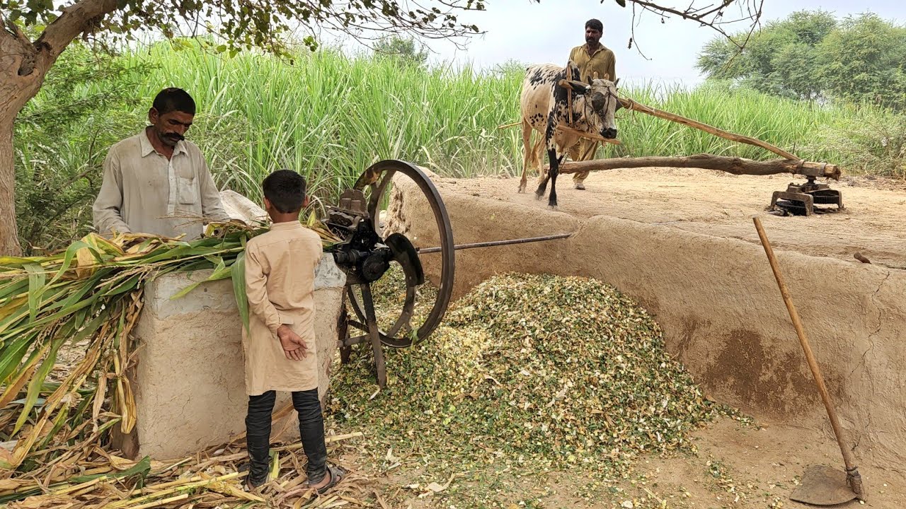 Old Technology of Gear Toka Machine | Daily Routine of chopping Fodder | Village Life