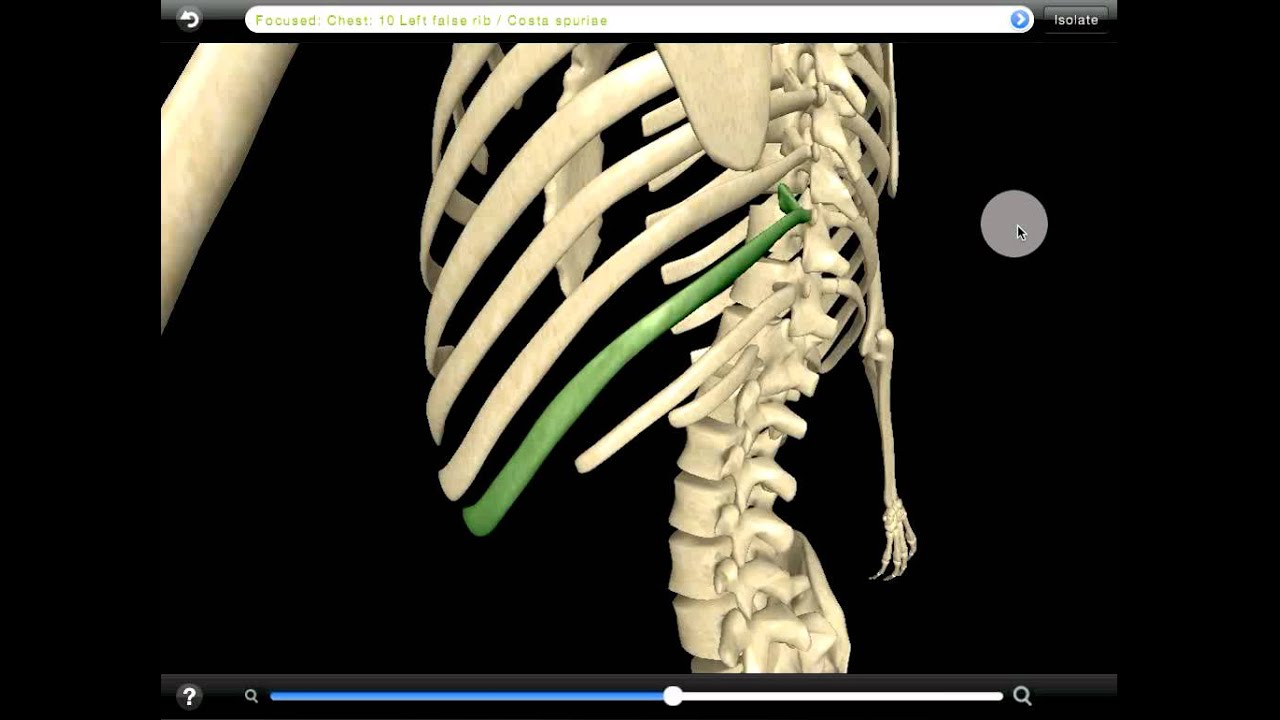 Skeleton - Chest