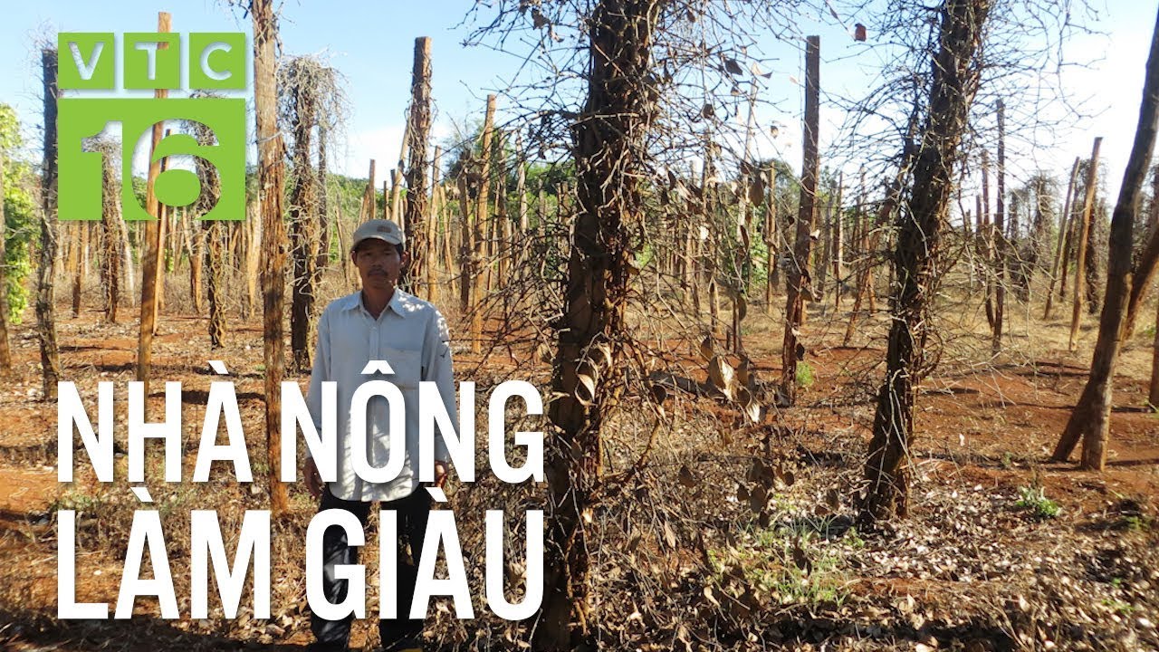 Nấm Phytophthora: Kẻ hủy diệt cây trồng | VTC16