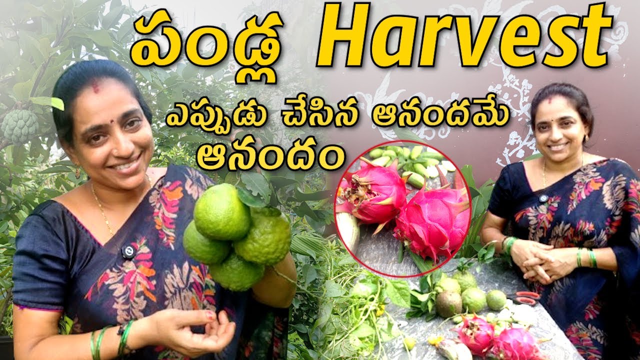 పండ్ల Harvest ఎప్పుడు చేసిన ఆనందమే ఆనందం||TELUGU GARDEN VLOG