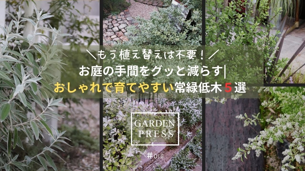 【手間いらずの庭】おしゃれな常緑低木で簡単＆長持ちする庭づくり｜ガーデニング｜庭をもっと楽しく|#016