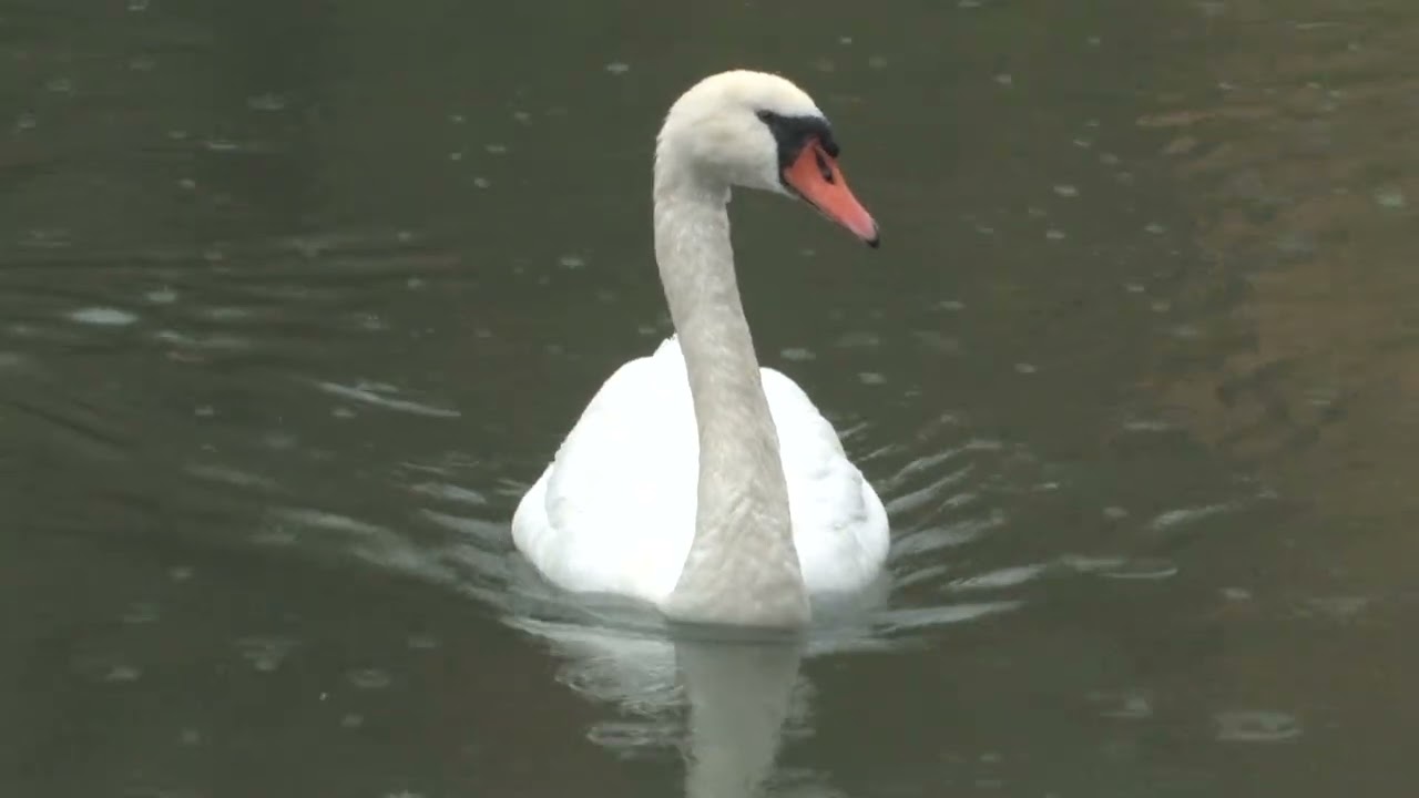 DANDO UNA VUELTA POR SUIZA 5/5