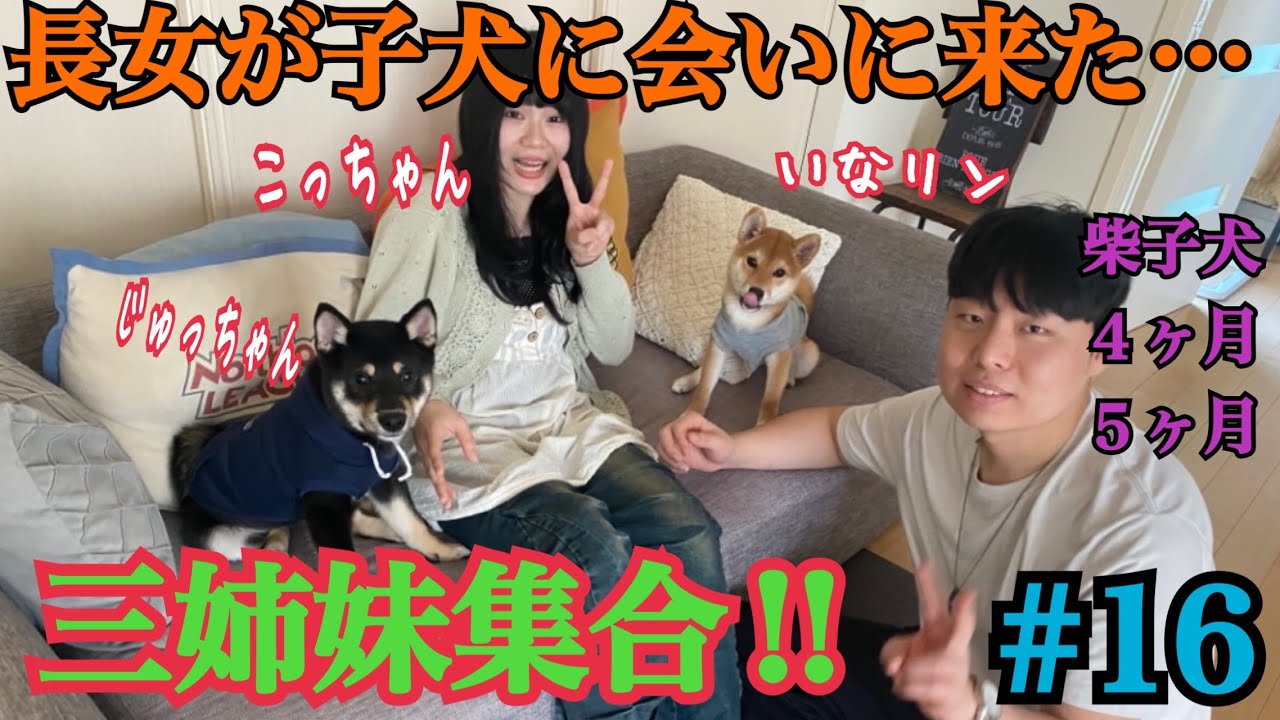 [柴犬いなり＊じゅう]三姉妹集合❗️やっと会えました…　＃柴犬＃豆柴＃shibainu #dogshorts #shiba #funny #dog #dogs #犬#癒し#多頭飼い