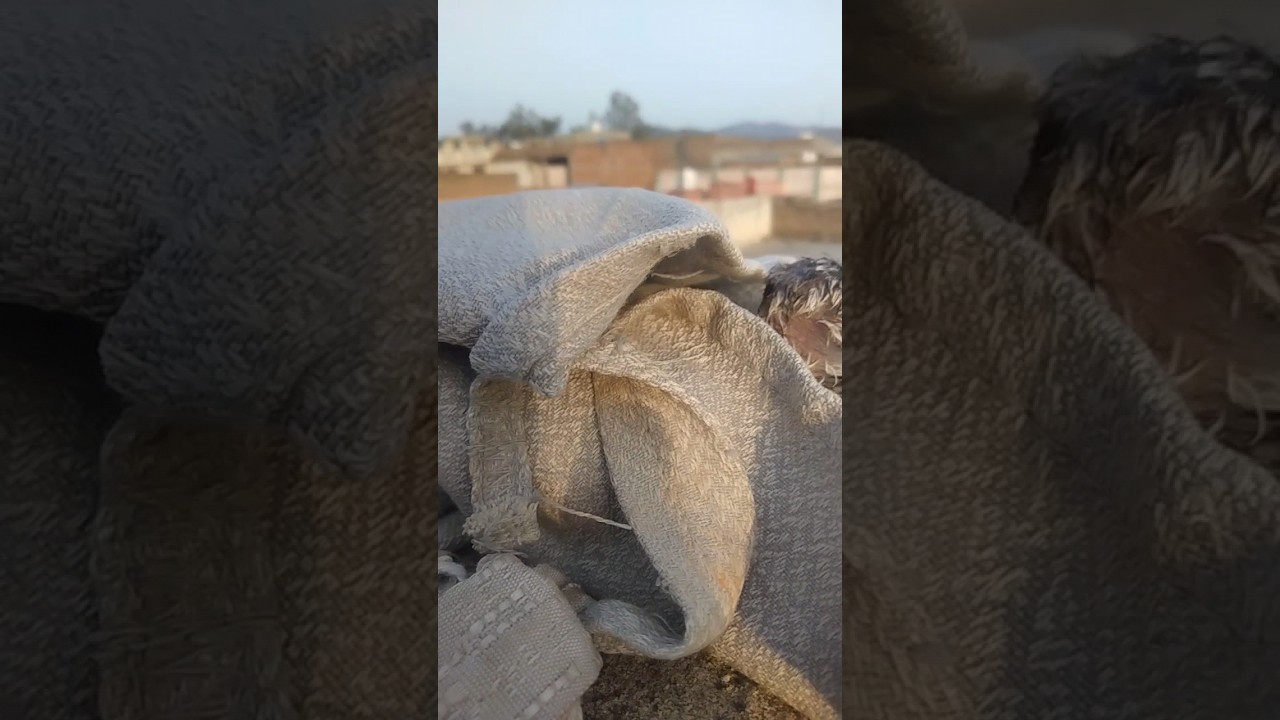 kabutar ka bacha Pani ma gir gaya #pigeon #love #youtube