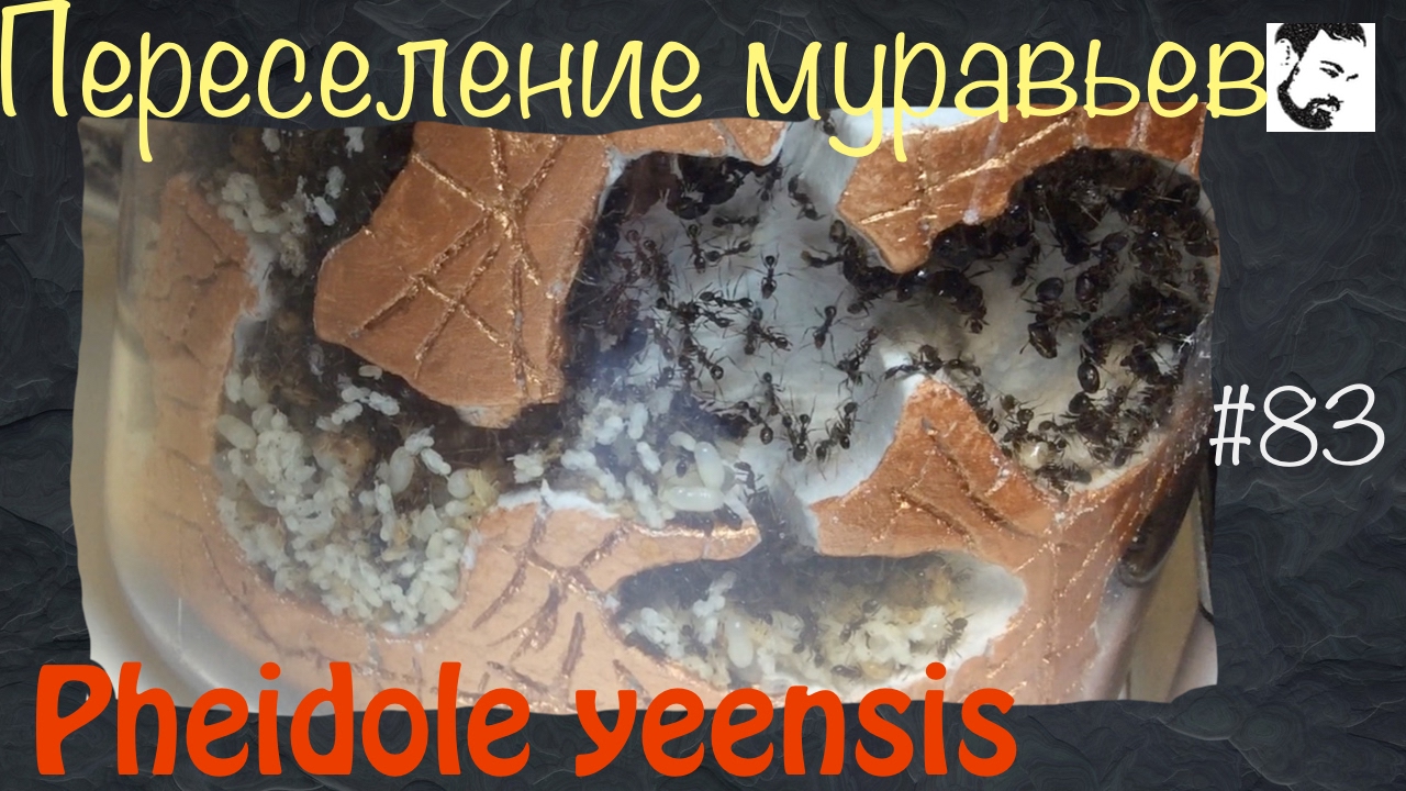 Почти удачное переселение в две крепости // муравьи Pheidole yeensis // #83