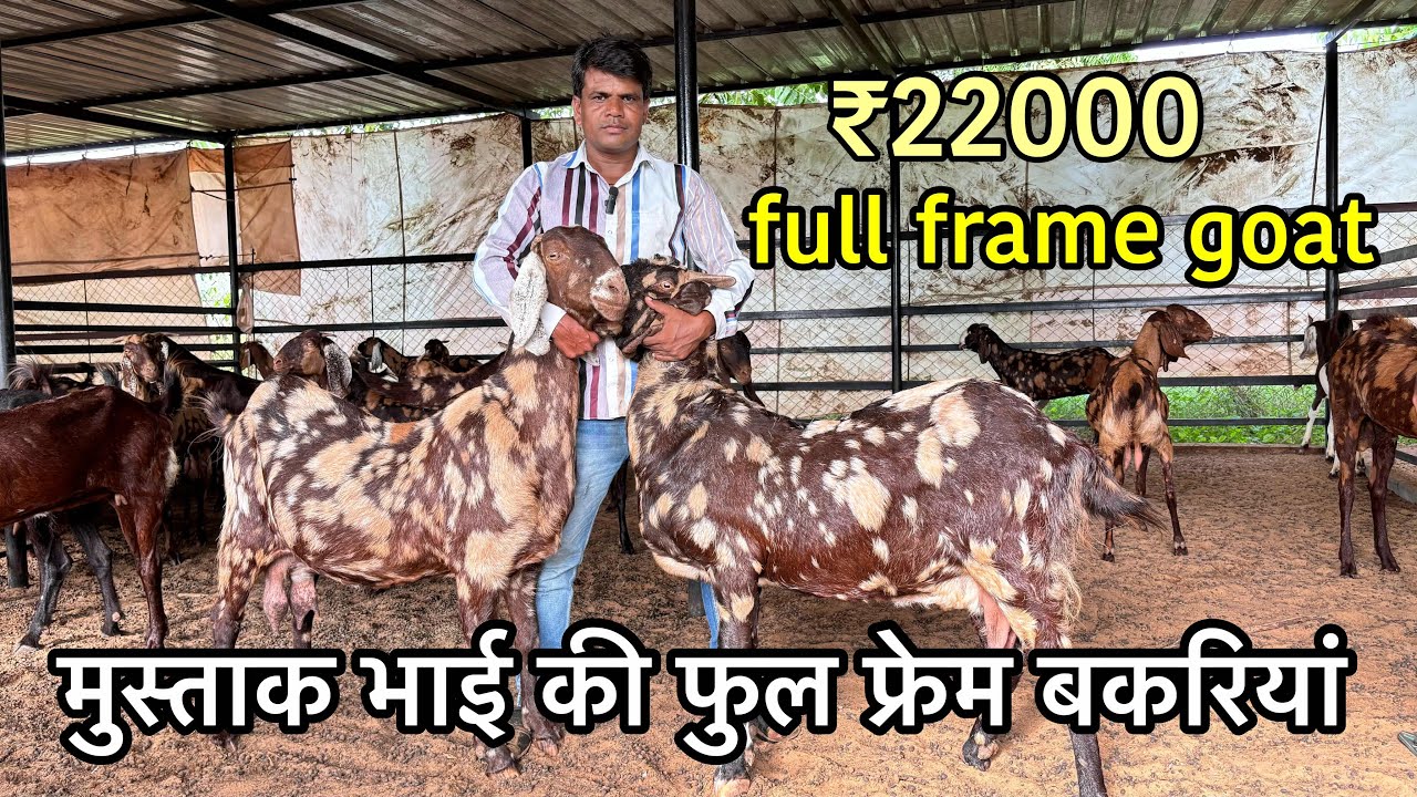मुश्ताक़ भाई की full frame goat | sirohi bakariya