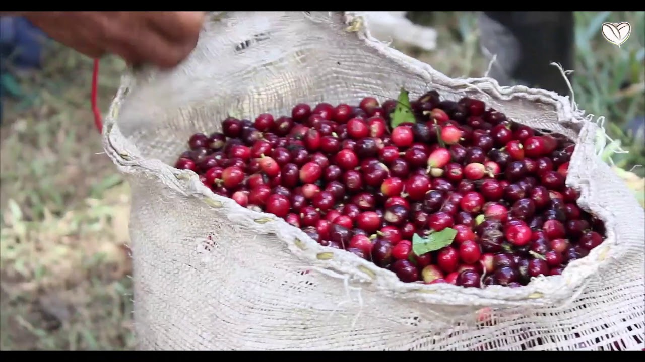 Hacienda Cafetera La Pradera