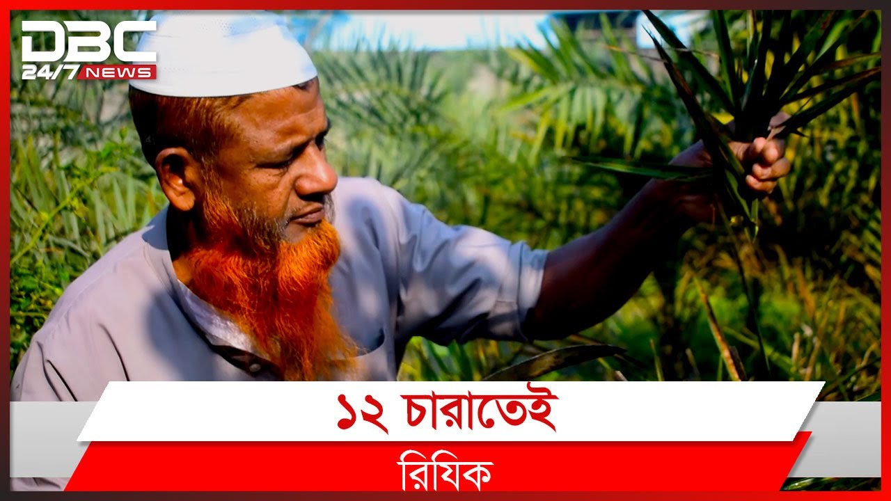 খেজুরের চারায় কোটি টাকা