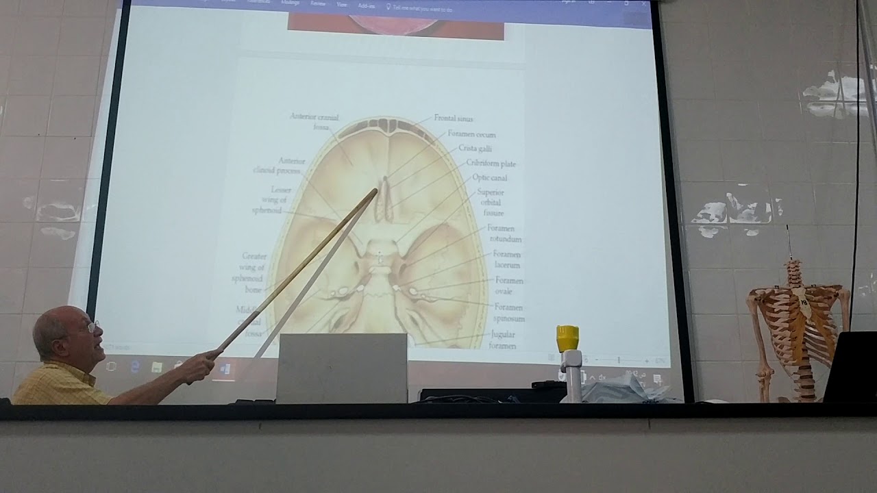 Anatomy of head & neck 12 ( Skull , part 12 , norma basalis interna ) , by Dr. Wahdan