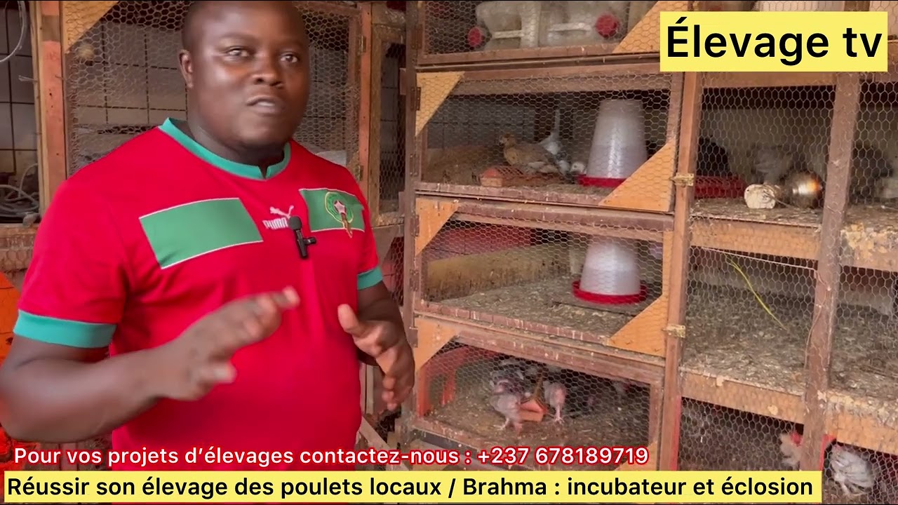 Comment réussir l’incubation et l’éclosion des œufs poulets locaux / Brahma