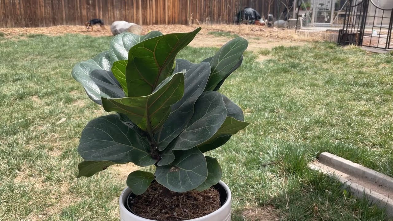 NEW ADDITION - Ficus lyrata “Fiddle leaf fig” repotting and root work (April, 2022)