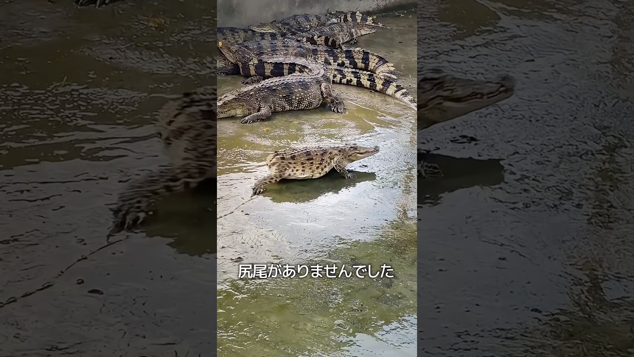 尻尾のないワニ