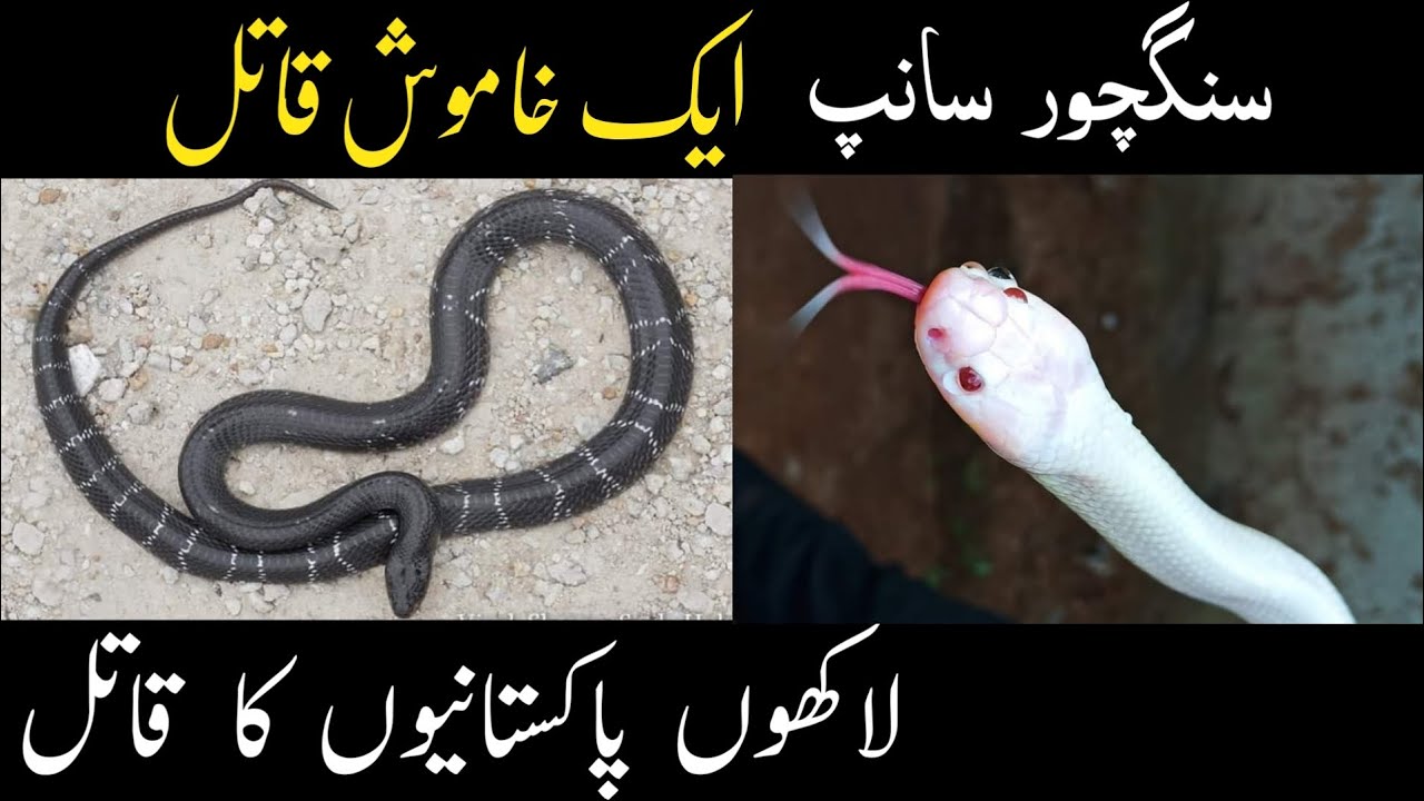 Common krait _ Sangchoor snake _ Highly venomous snake