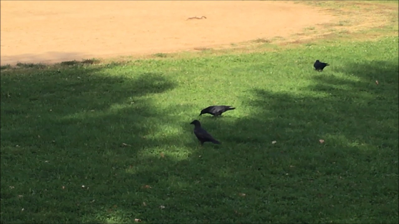 Corvus brachyrhynchos