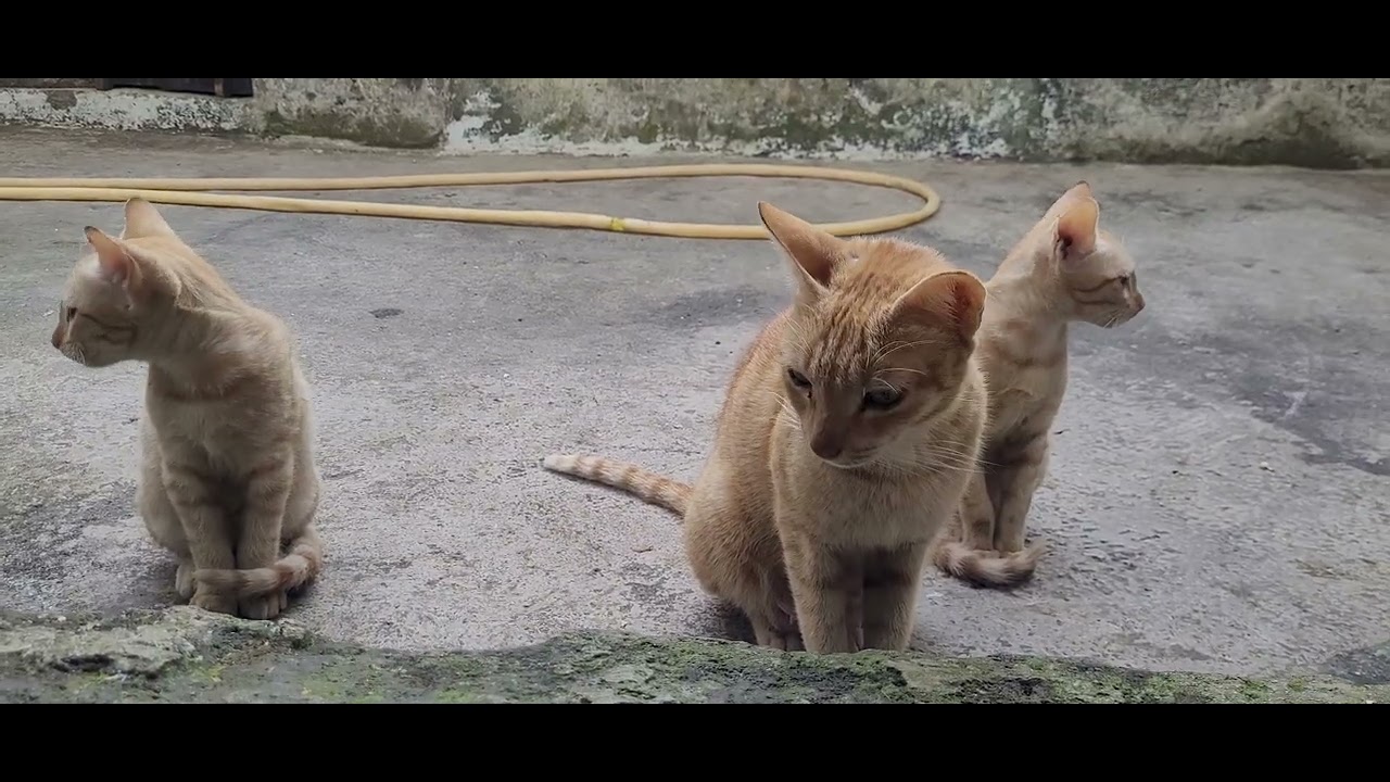 #babypets The cat is sitting on her kittens