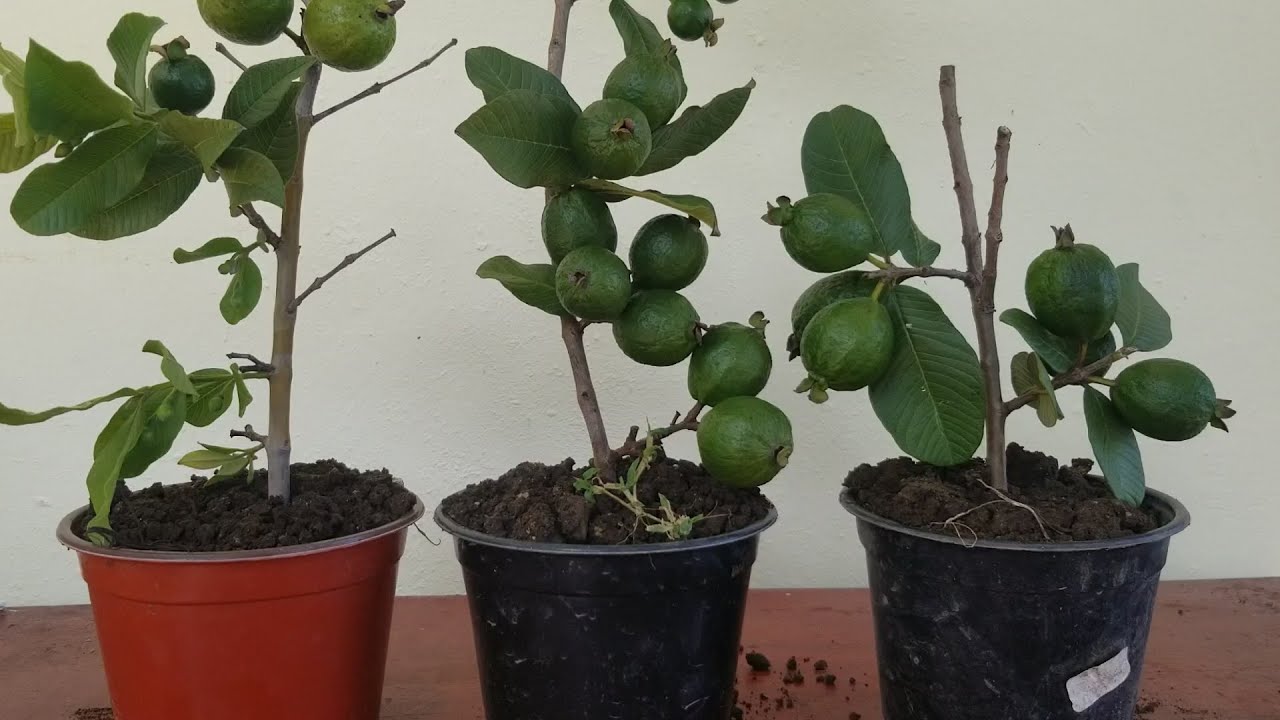 ACODO AEREO DE GUAYABA, PARA TENER FRUTOS EN MENOS TIEMPO.